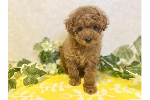 成約済の大阪府のトイプードル-120485の5枚目