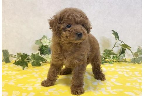 成約済の大阪府のトイプードル-120485の3枚目
