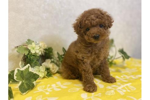 成約済の大阪府のトイプードル-120485の2枚目