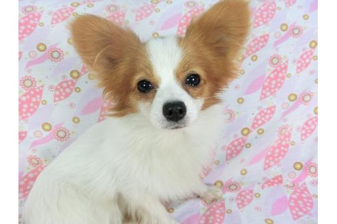 千葉県のパピヨン 男の子 2020 12 10生まれ 日本で一番歴史のあるパピヨンブリーダー 子犬id 119168 ブリーダーナビ