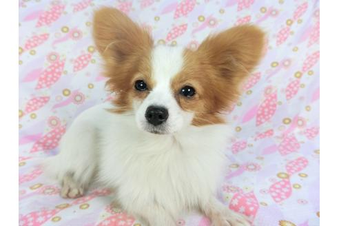 成約済の千葉県のパピヨン-120011の3枚目