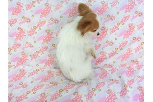 成約済の千葉県のパピヨン-120011の2枚目