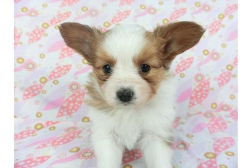 成約済の千葉県のパピヨン-119152の1枚目