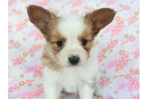 成約済の千葉県のパピヨン-119152の4枚目