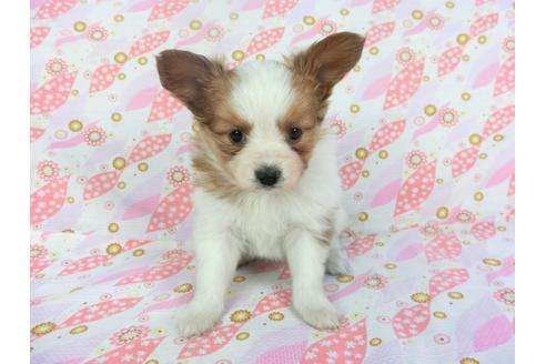 成約済の千葉県のパピヨン-119152の3枚目