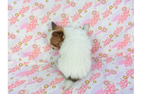 成約済の千葉県のパピヨン-119152の2枚目