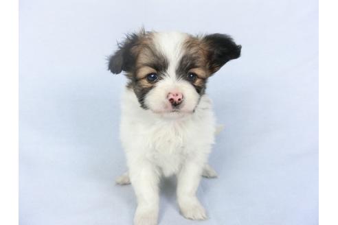 成約済の千葉県のパピヨン-119174の4枚目