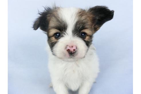 成約済の千葉県のパピヨン-119174の3枚目