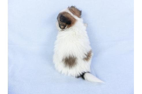 成約済の千葉県のパピヨン-119174の2枚目