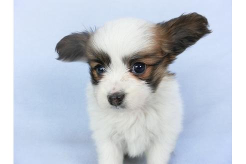 成約済の千葉県のパピヨン-119168の3枚目