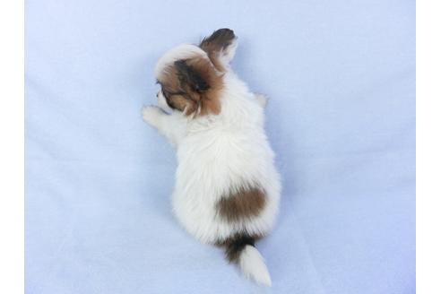 成約済の千葉県のパピヨン-119168の2枚目