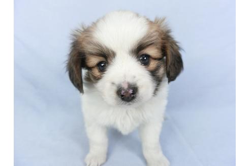 成約済の千葉県のパピヨン-119167の1枚目