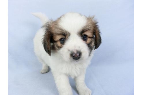 成約済の千葉県のパピヨン-119167の4枚目