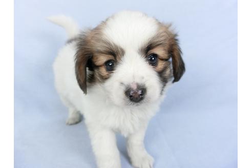 成約済の千葉県のパピヨン-119167の3枚目