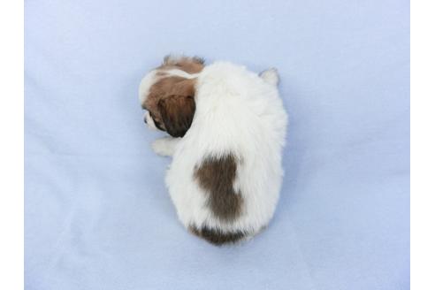 成約済の千葉県のパピヨン-119167の2枚目