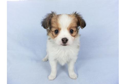 成約済の千葉県のパピヨン-119159の4枚目