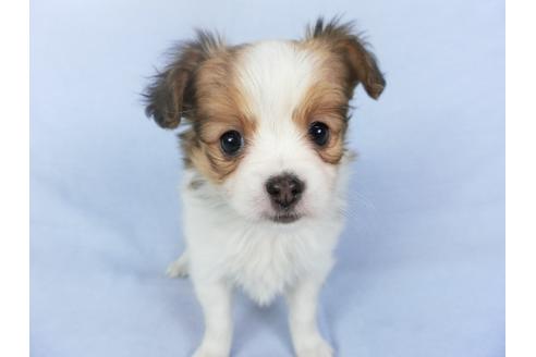 成約済の千葉県のパピヨン-119159の1枚目