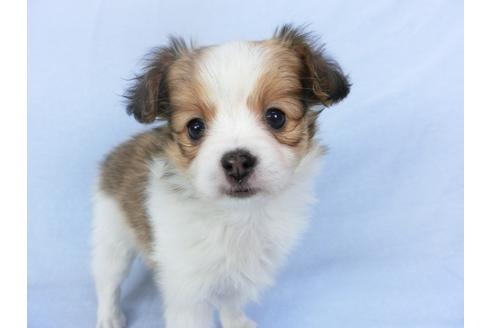 成約済の千葉県のパピヨン-119159の3枚目