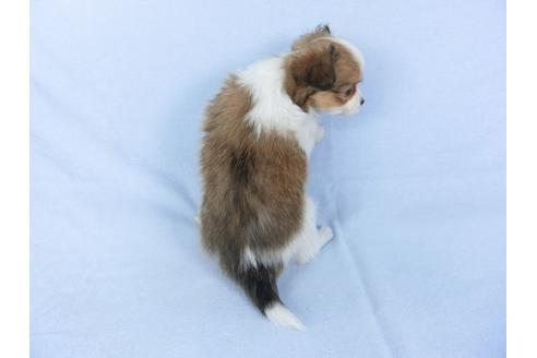 成約済の千葉県のパピヨン-119159の2枚目