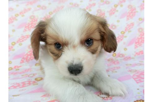 成約済の千葉県のパピヨン-119151の1枚目