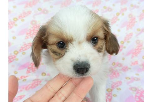 成約済の千葉県のパピヨン-119151の4枚目