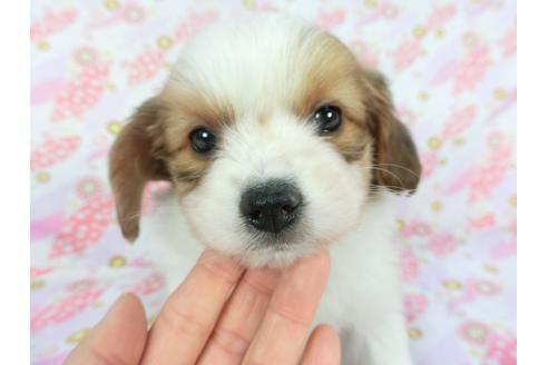成約済の千葉県のパピヨン-119151の3枚目