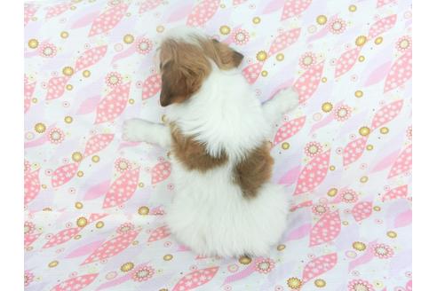 成約済の千葉県のパピヨン-119151の2枚目