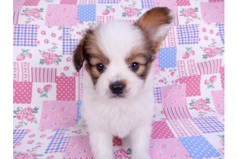 成約済の千葉県のパピヨン-118313の1枚目