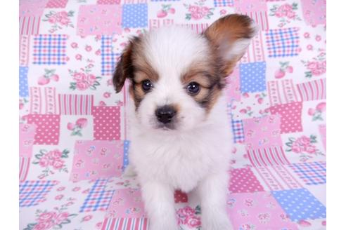 千葉県のパピヨン 男の子 2020 12 01生まれ 日本で一番歴史のあるパピヨンブリーダー 子犬id 118313 ブリーダーナビ