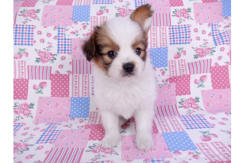 成約済の千葉県のパピヨン-118313の3枚目