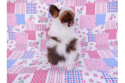 成約済の千葉県のパピヨン-118313の2枚目