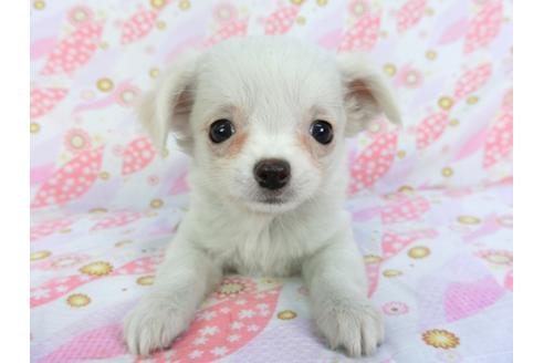 成約済の千葉県のチワワ(ロングコート)-116647の1枚目