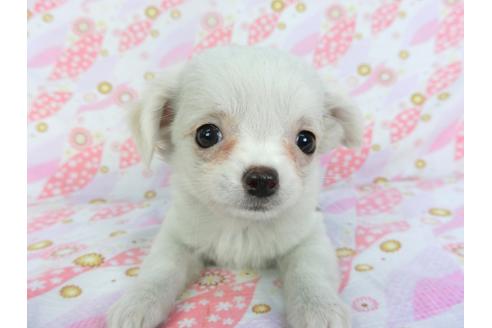 成約済の千葉県のチワワ(ロングコート)-116647の4枚目