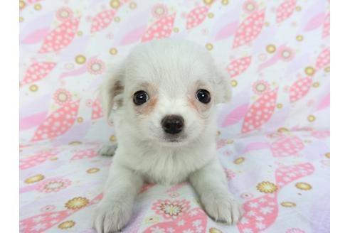 成約済の千葉県のチワワ(ロングコート)-116647の3枚目