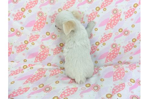 成約済の千葉県のチワワ(ロングコート)-116647の2枚目