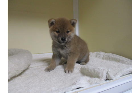 成約済の岡山県の柴犬-116199の4枚目