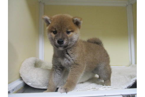 成約済の岡山県の柴犬-116199の3枚目