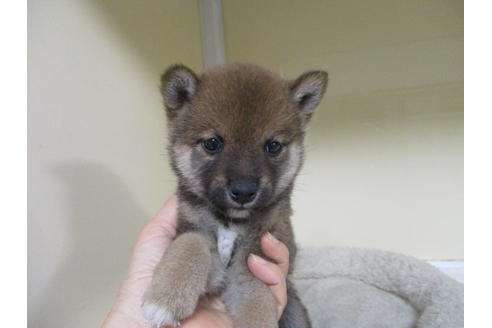 成約済の岡山県の豆柴-118545の1枚目