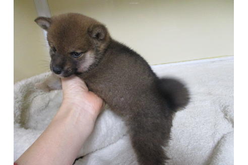 成約済の岡山県の豆柴-118545の4枚目