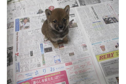 成約済の岡山県の豆柴-118545の3枚目