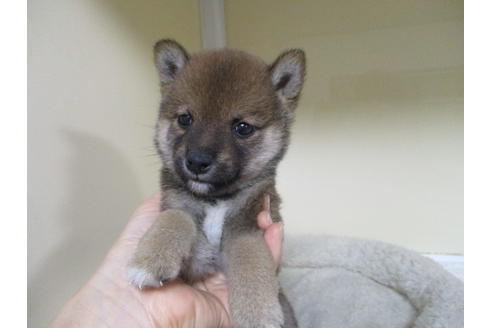 成約済の岡山県の豆柴-118545の2枚目