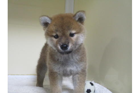 成約済の岡山県の柴犬-120502