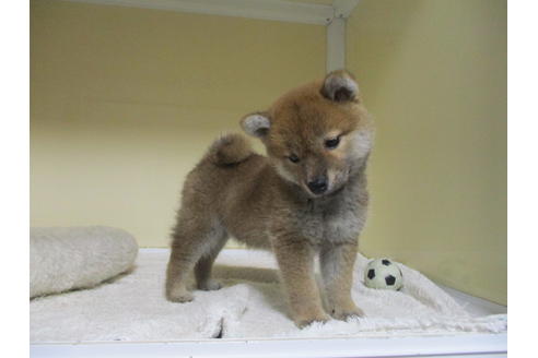 成約済の岡山県の柴犬-120502の5枚目