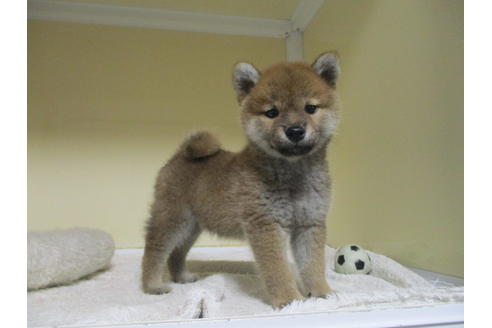 成約済の岡山県の柴犬-120502の4枚目