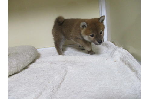 成約済の岡山県の柴犬-120502の3枚目