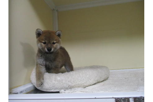 成約済の岡山県の柴犬-120502の2枚目