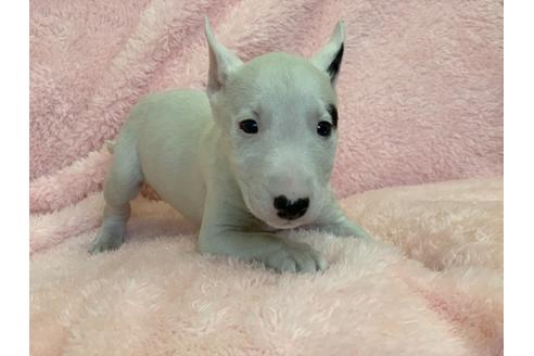 成約済の三重県のミニチュアブルテリア-120523の3枚目