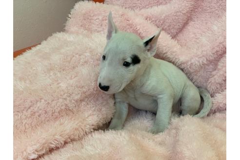 成約済の三重県のミニチュアブルテリア-120523の2枚目