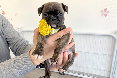 大阪府のミックス犬 女の子 12 04生まれ パグ ボストンテリアmixの女の子です 子犬id 1529 ブリーダーナビ 大阪府のミックス犬 女の子 12 04生まれ パグ ボストンテリアmixの女の子です 子犬id 1529 ブリーダーナビ