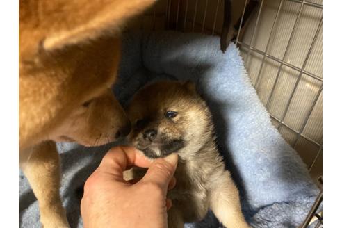 成約済の福岡県の豆柴-120574の2枚目